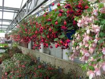 HANGING BASKETS