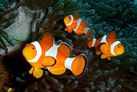 Aquatic Department