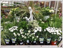 WHITE FLOWER