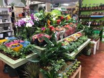 HOUESE PLANTS